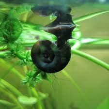 Live Ramshorn Snail 10/Pk