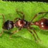 Red Ant Colony 100/Pack