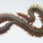 Preserved Rag Worm Nereis Specimen