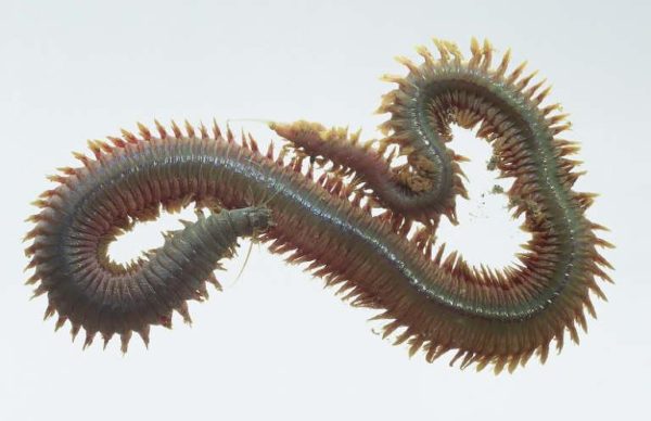 Preserved Rag Worm Nereis Specimen