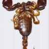 Preserved Scorpion Species Specimen