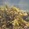 Live Seaweed Fucus 10/Pack