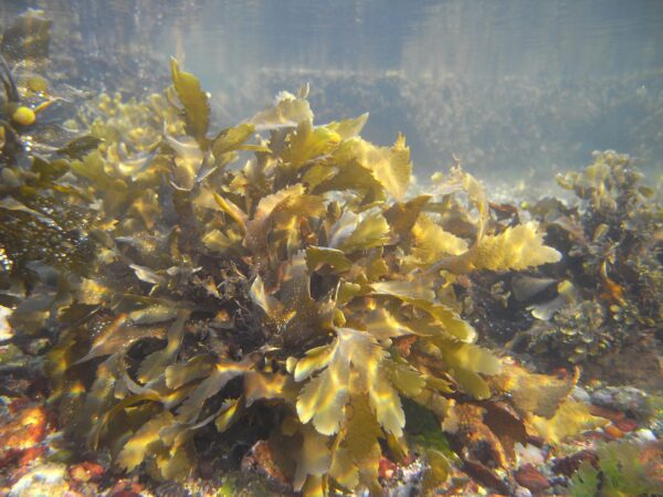 Live Seaweed Fucus 10/Pack