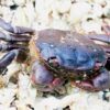 Educational Shore Crab 100/pk