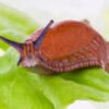 Slugs Mixed Species 10/Pack