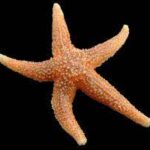 Starfish Asterias Large Specimens