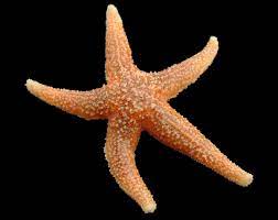 Starfish Asterias Large Specimens