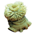 Preserved Sea Anemone Specimen