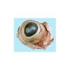Preserved Sheep Eyes Specimen