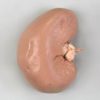 Sheep Kidney Preserved Specimen