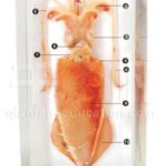Squid Specimen Acrylic Block Study