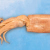 Preserved Squid Loligo Forbesi