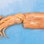 Preserved Squid Loligo Forbesi