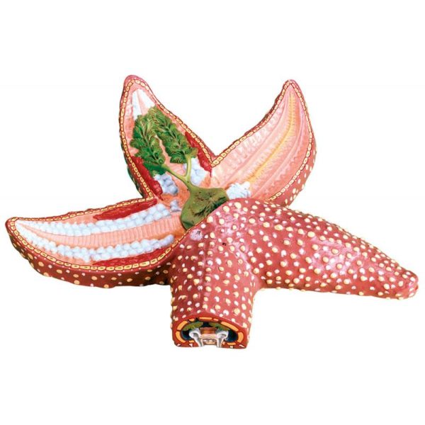 Star fish model