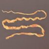 Tape Worm Monezia Specimen