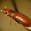 Live Tribolium Confusum Culture 100/Pack