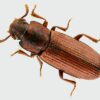Live Tribolium Confusum 100/Pack