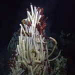 Living Tube Worm 10/Pk