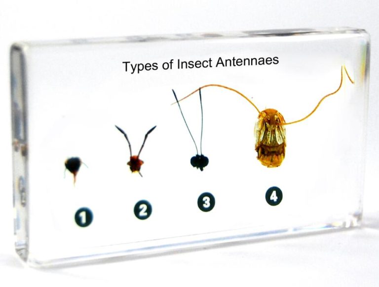 specimen-of-type-of-insects-antennas-plastic-embedded-eduscience