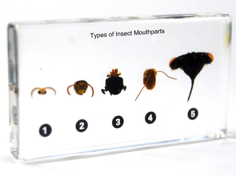 insect-anatomy-six-legged-science-unlocking-the-secrets-of-the