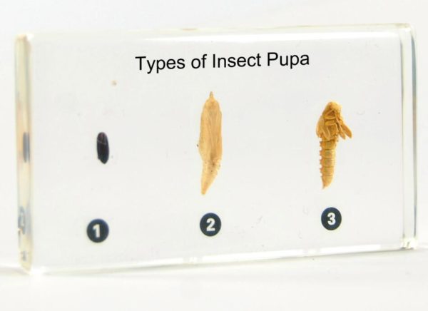 Insect Pupae Plastic Embedded