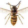 Preserved Wasp Specimen 10/Pack