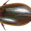 Preserved Water Beetle Specimen