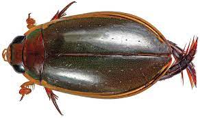 Preserved Water Beetle Specimen