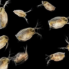 Daphnia Algae Control Solution