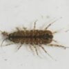 Water Louse Asellus 10/Pack