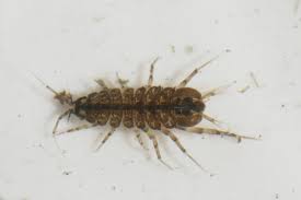 Water Louse Asellus 10/Pack