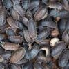 Preserved Woodlice Specimen Pack/10