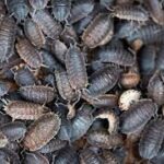 Preserved Woodlice Specimen Pack/10