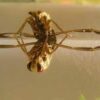 Water Boatman Notonecta 10/Pack