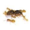 Yellow Meadow Ants 100/Kit