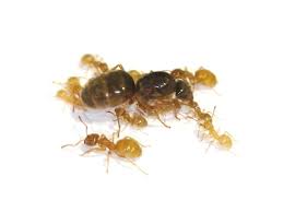 Yellow Meadow Ants 100/Kit