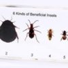 Beneficial Insect Specimen 6/Kit
