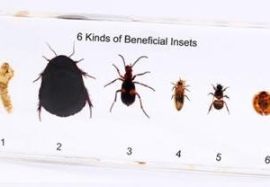 Beneficial Insect Specimen 6/Kit