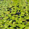 floating duckweed