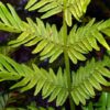 Fern Fertile Fronds Pack