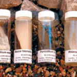 Fusarium Solani Dextrose Agar