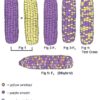 Purple Starchy Corn Genetics