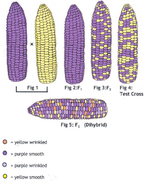 Yellow Sweet Corn Genetics