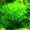 Live Aquarium Liverwort Plant