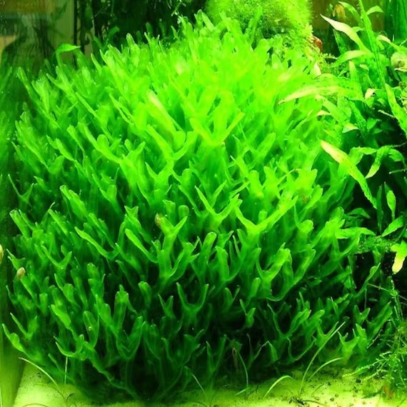 Live Aquarium Liverwort Plant