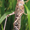 Preserved Locust Specimen 10/Pack