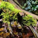 Vivarium Moss 250g Pack