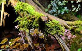 Vivarium Moss 250g Pack