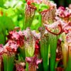 Pitcher Plant Sarracenia