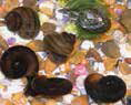 Assorted Pond Snails 10/Pack